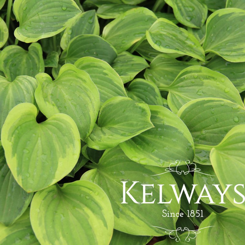 Hosta 'Golden Tiara'