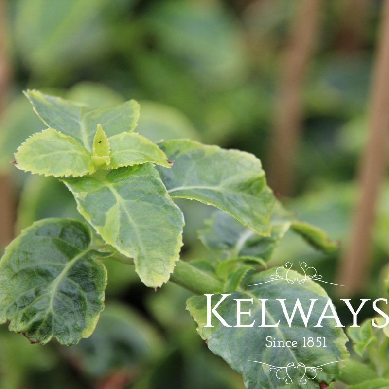 Hydrangea petiolaris 'Mirranda' (v)