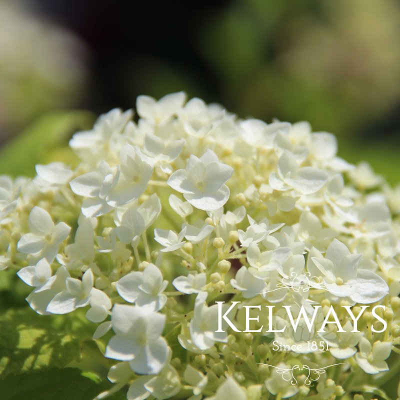 Hydrangea arborescens 'Annabelle'