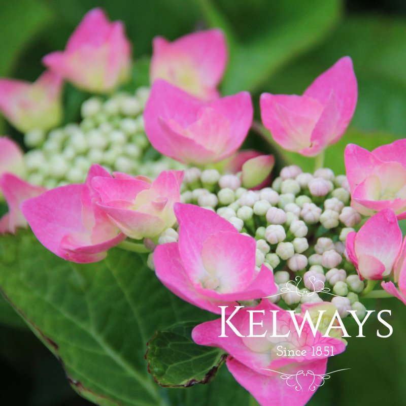 Hydrangea macrophylla 'Teller Pink' (Teller Series)