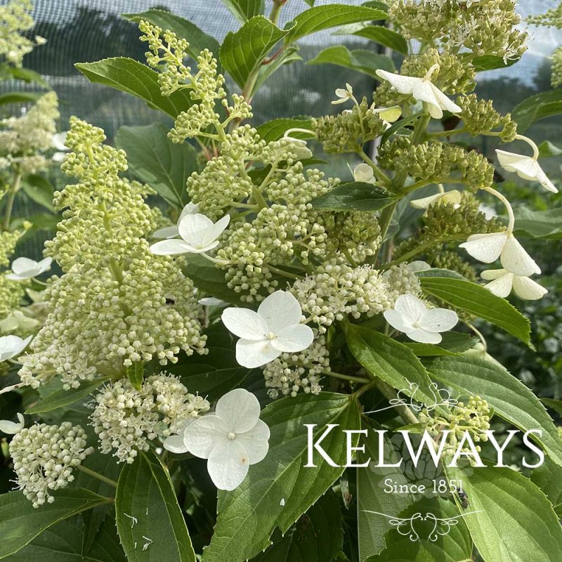 Hydrangea Kyushu