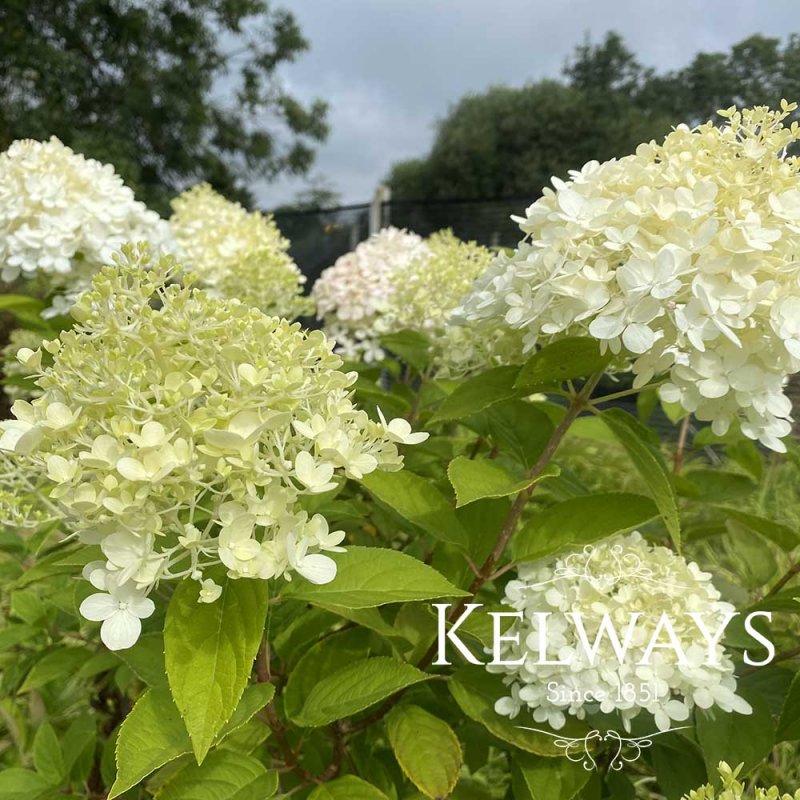 Hydrangea paniculata 'Limelight'