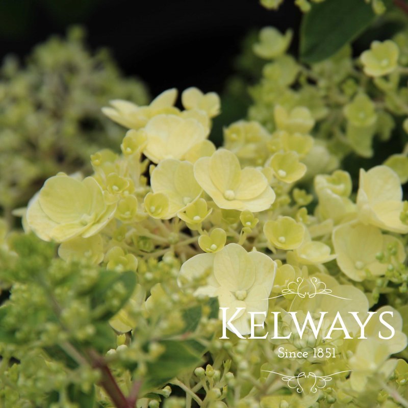 Hydrangea paniculata 'Silver Dollar'