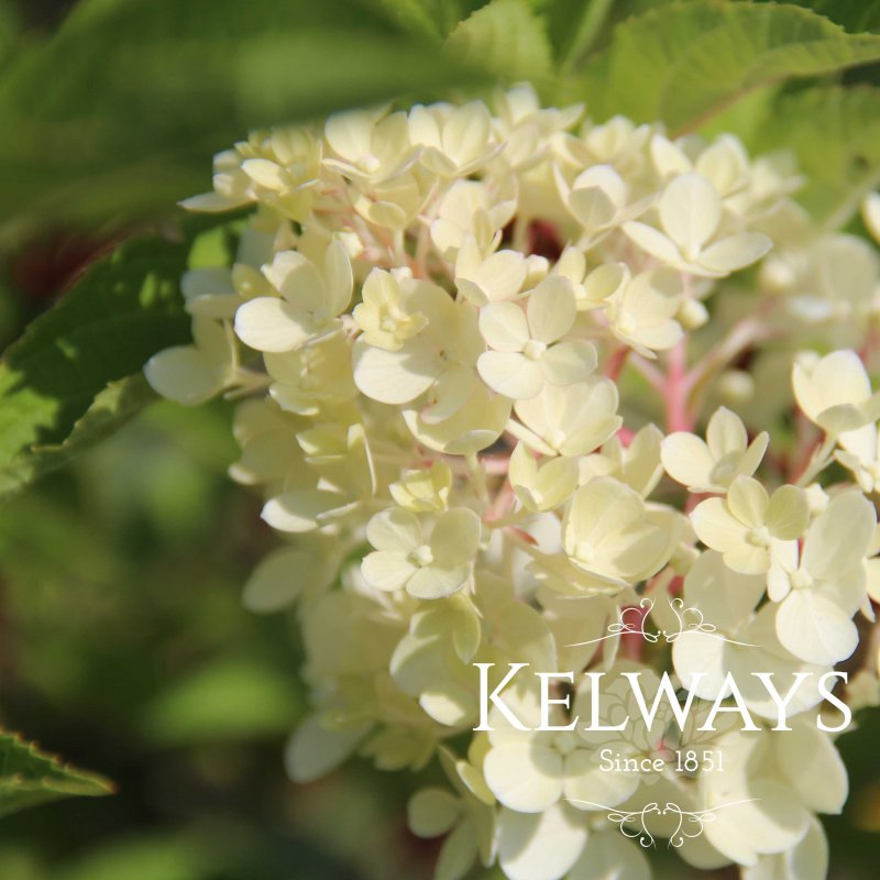 Hydrangea paniculata 'Vanille Fraise'