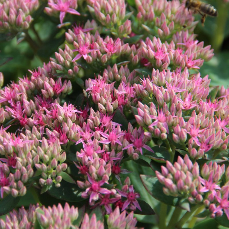 Sedum Carl