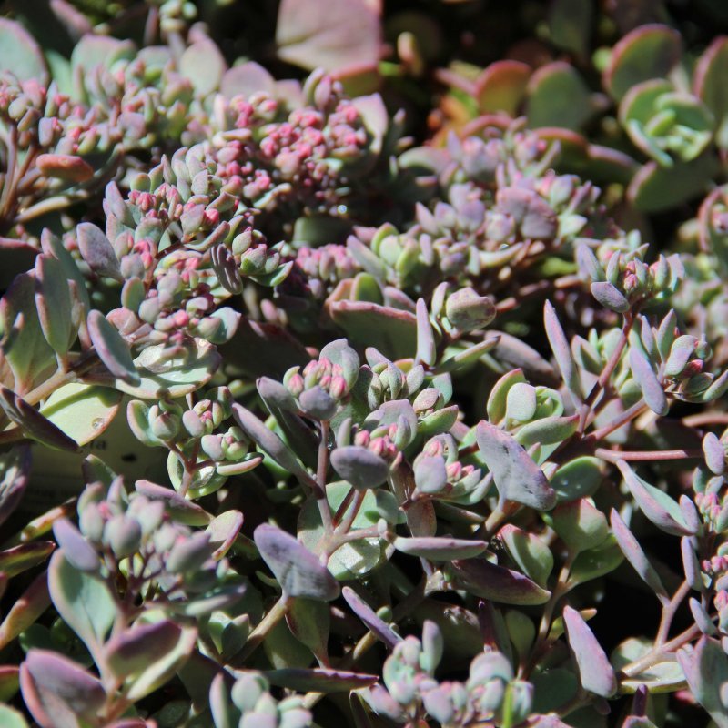 Sedum Coca-cola