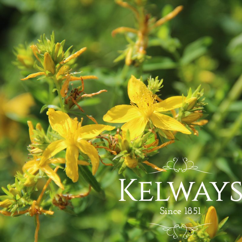 Hypericum perforatum