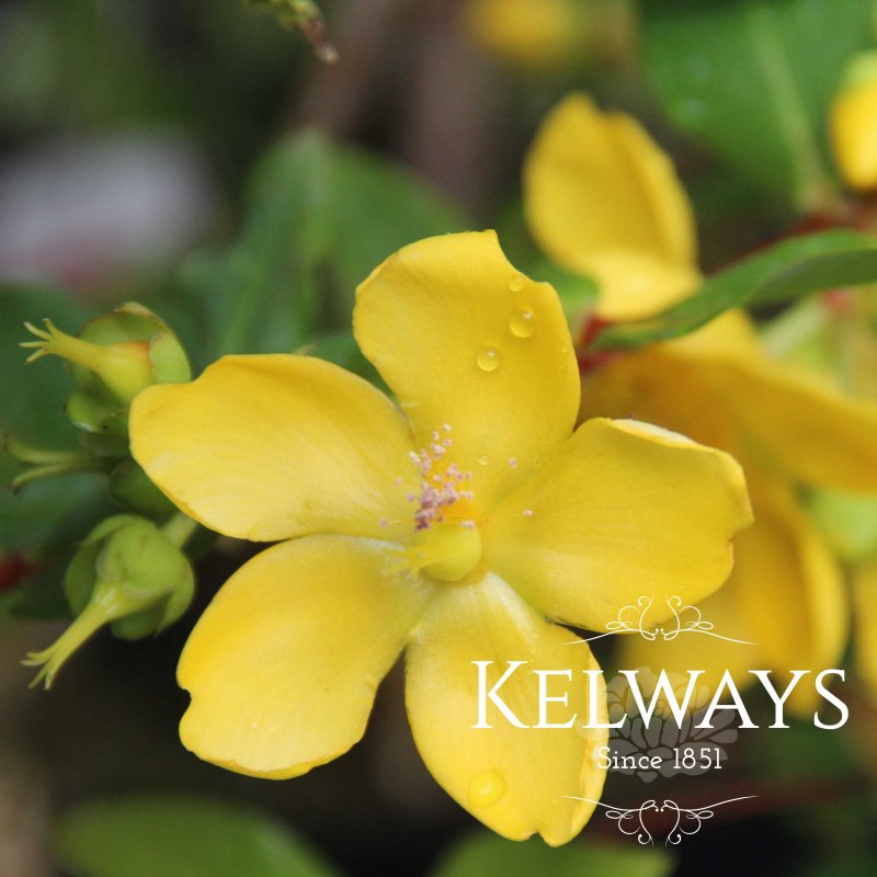 Hypericum x hidcoteense 'Hidcote'