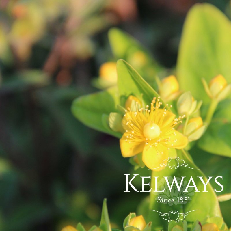 Hypericum Magical Sunshine