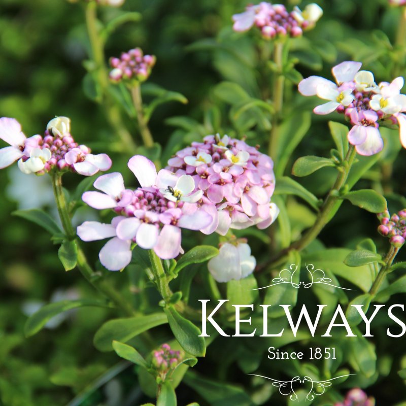 Iberis 'Pink Ice'