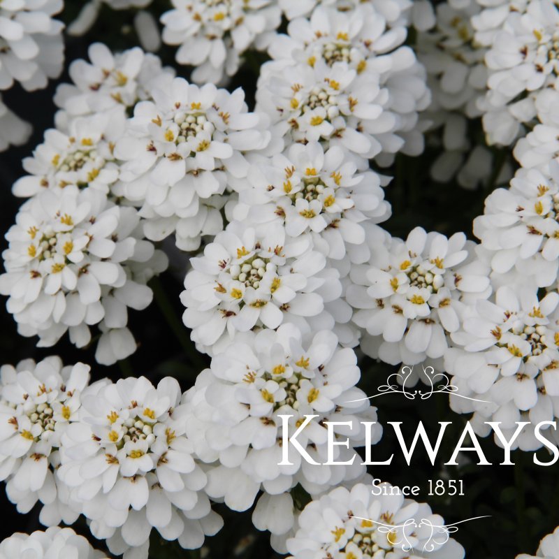 Iberis sempervirens 'Appen-etz'