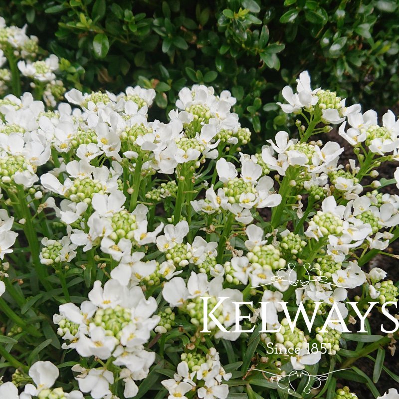 Iberis sempervirens 'Snow Cone'
