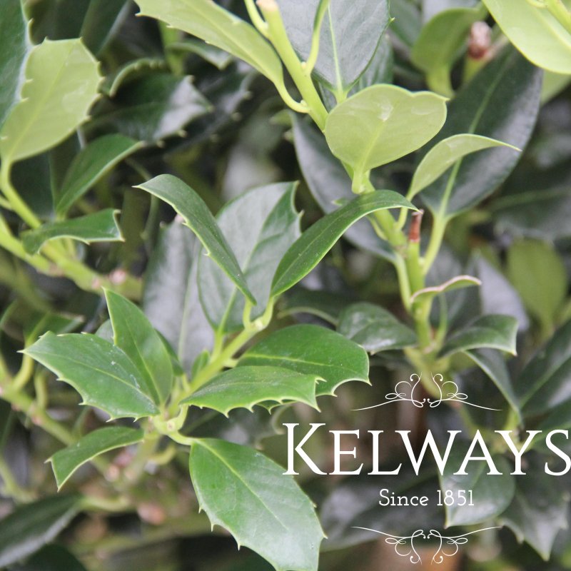 Ilex aquifolium 'J.C. van Tol' (f)