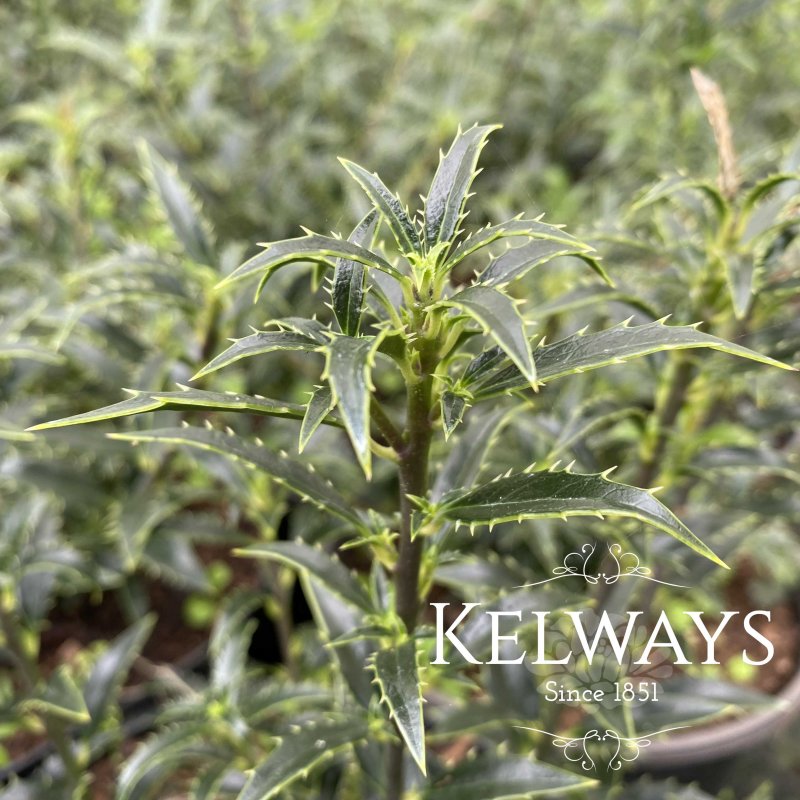 Ilex aquifolium 'Myrtifolia' (m)