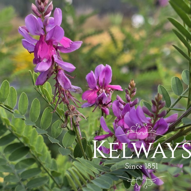 Indigofera heterantha