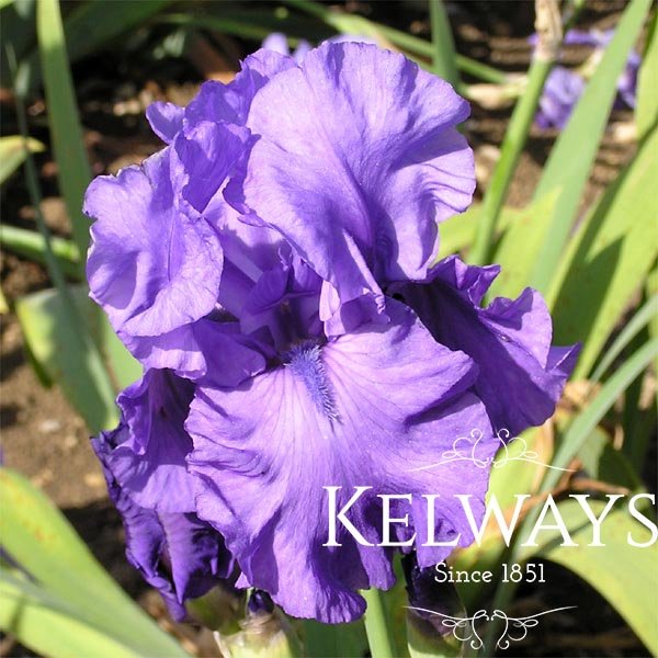 Iris 'After Hours' (TB)