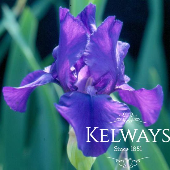 Iris 'Annikins' (IB)