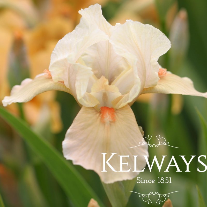 Iris 'Apricot Silk' (IB)