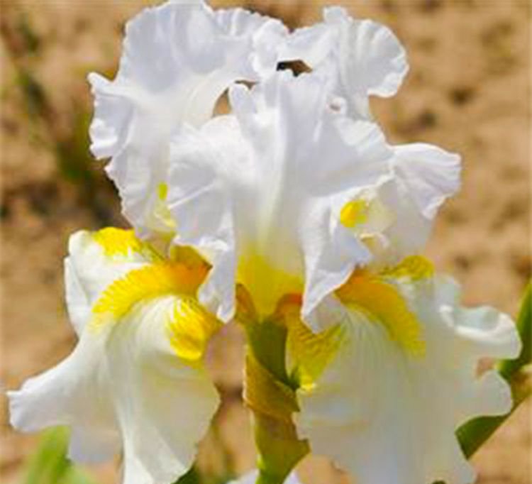Iris 'Arctic Sunrise' (TB)