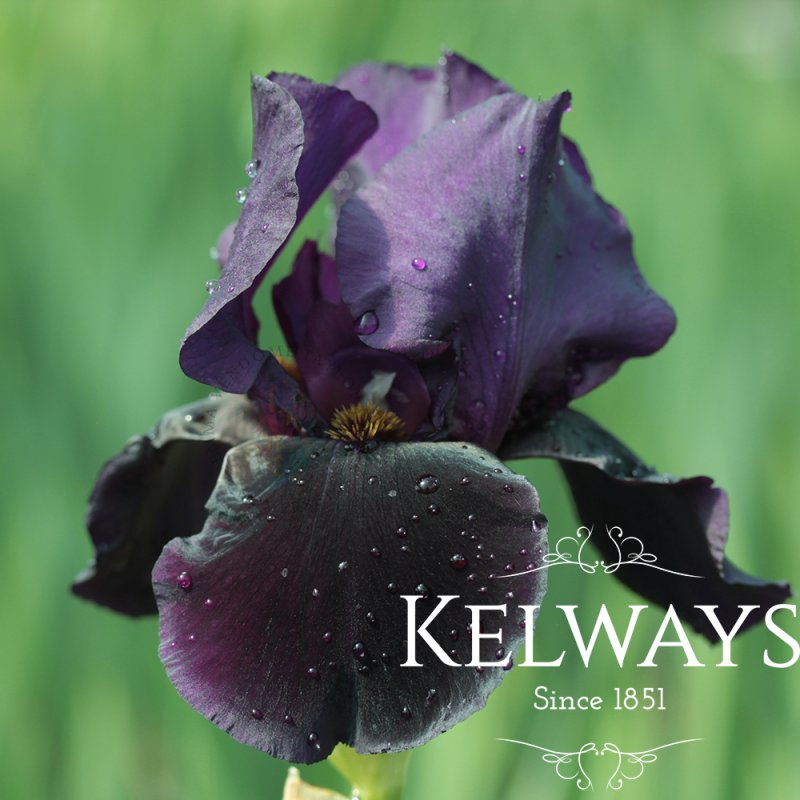 Iris 'Black Swan'