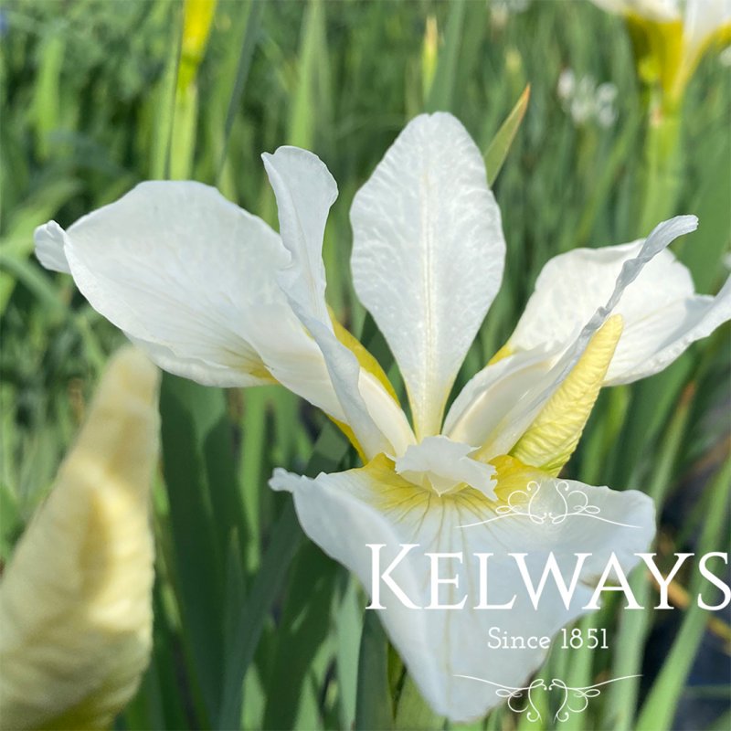 Iris sibirica 'Gull's Wing'