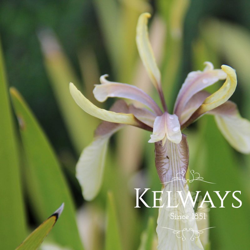 Iris foetidissima