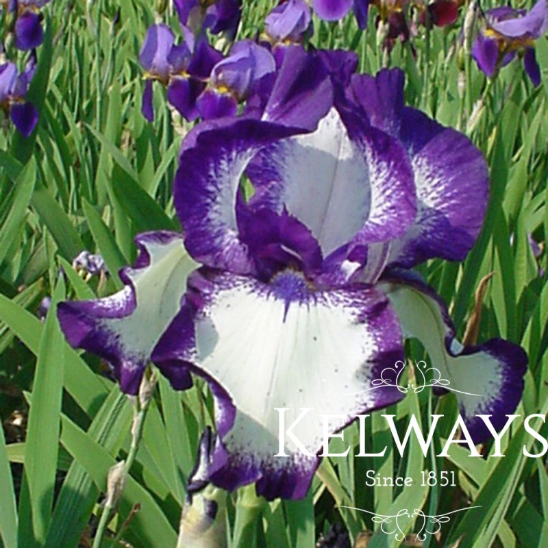 Iris 'Going My Way' (TB)