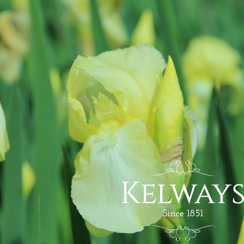 Iris 'Lemon Ice' (TB)
