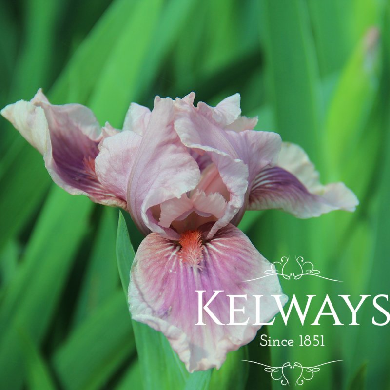 Iris 'Raspberry Blush'