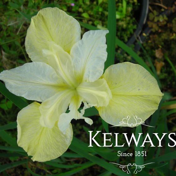 Iris 'Dreaming Yellow' (Sib)