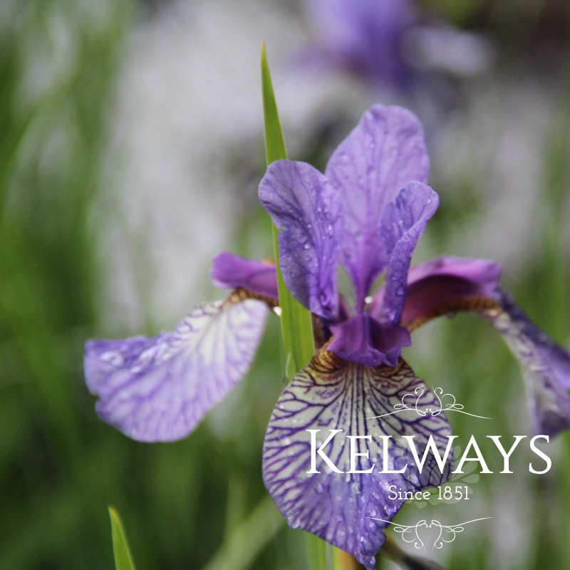 Iris sibirica 'Flight of Butterflies'