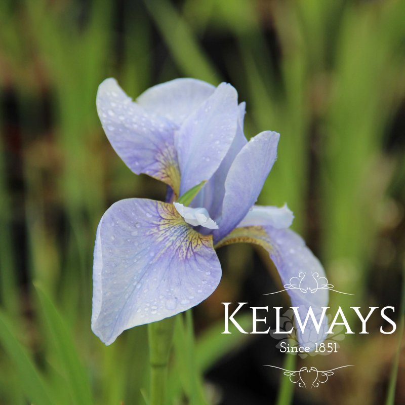 Iris sibirica 'Perry's Blue'