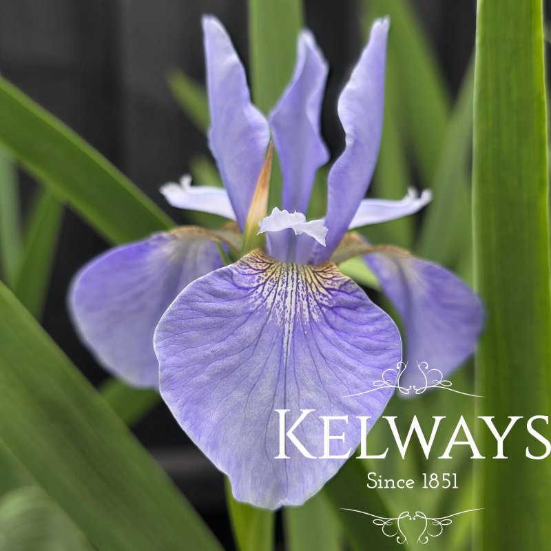 Iris 'Perry's Blue' (Sib) (2 litre pot)