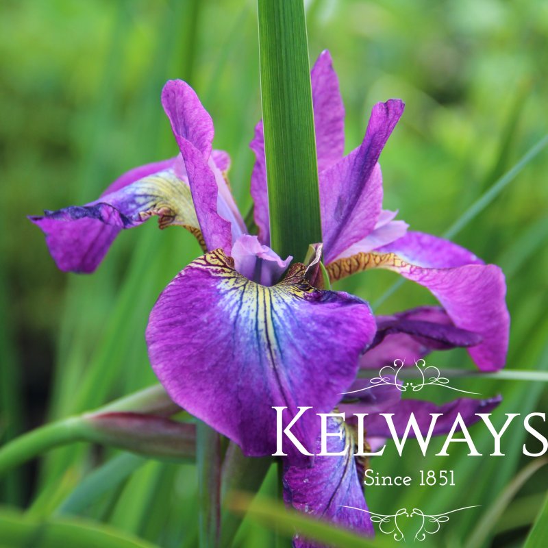 Iris 'Sparkling Rose' (Sib)