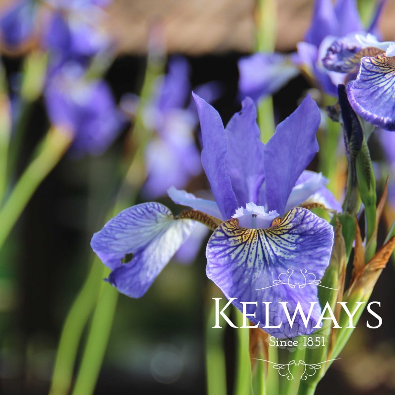 Iris sibirica 'Blue King'