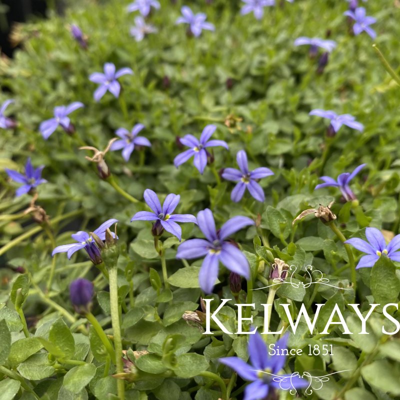 Lobelia pedunculata 'Country Park'