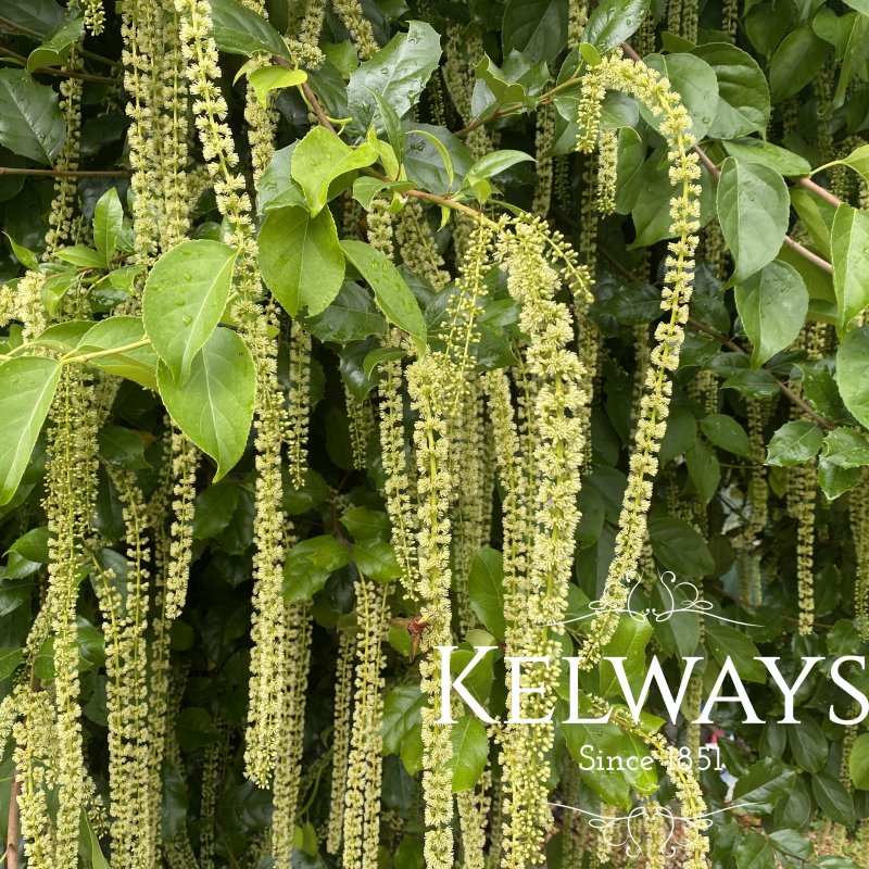 Itea ilicifolia