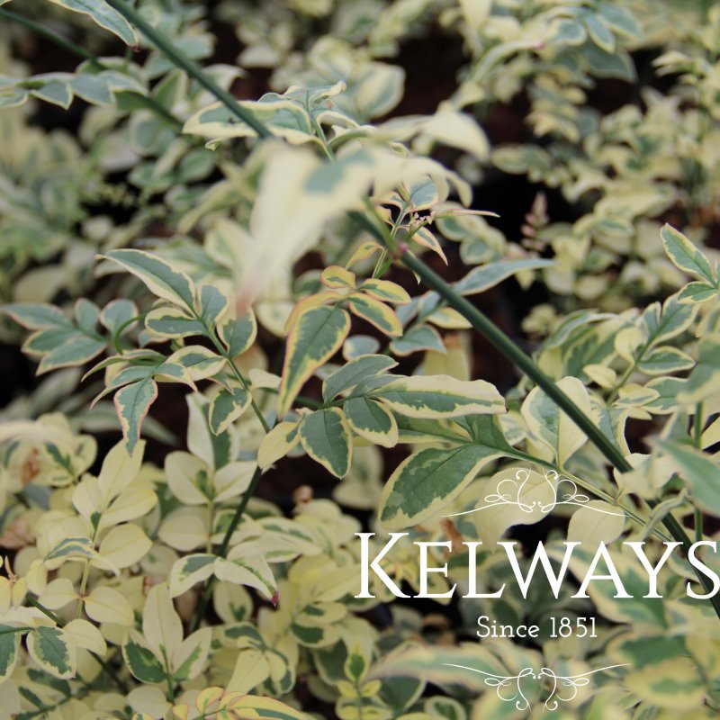 Jasminum officinale 'Argenteovariegatum' (v) (3 litre pot)