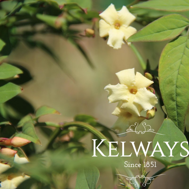 Jasminum officinale 'Devon Cream'
