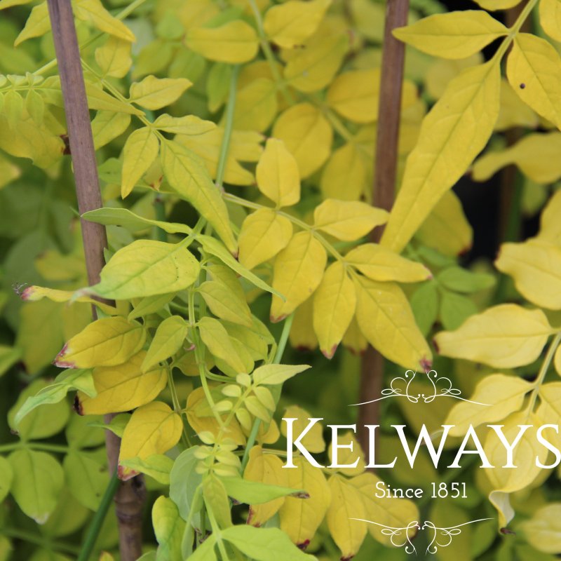 Jasminum officinale FIONA SUNRISE ('Frojas')