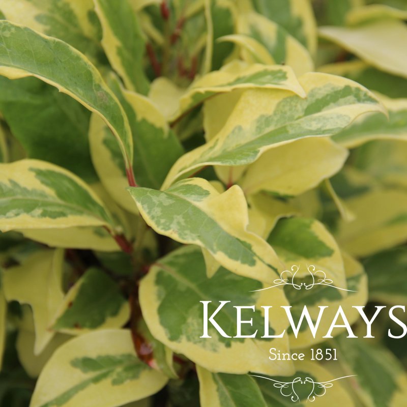 Kadsura japonica 'Variegata' (v) (3 litre pot)