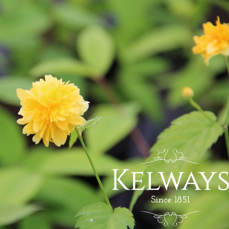 Kerria japonica 'Pleniflora'