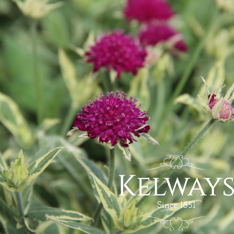 Knautia macedonica 'Thunder and Lightning' (v) (3 litre pot)