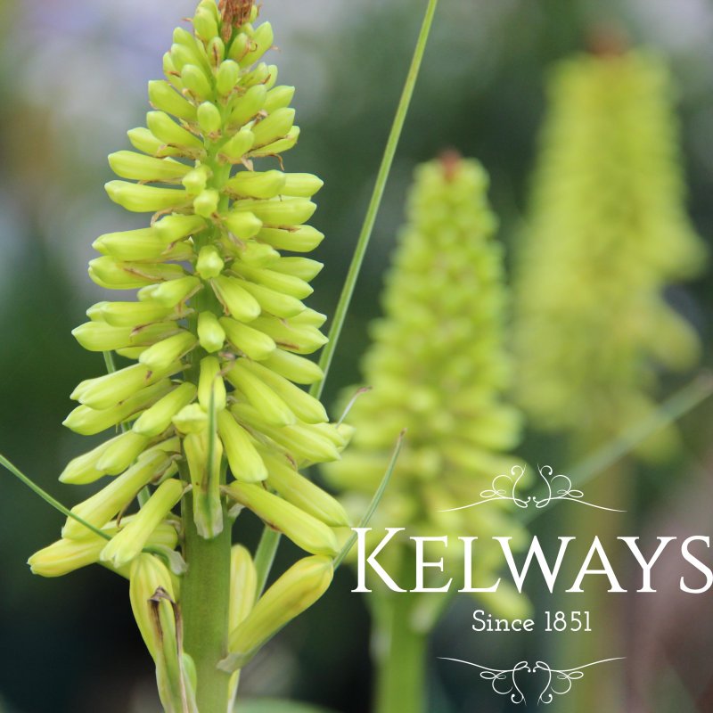 Kniphofia 'Lemon Popsicle' (Popsicle Series)