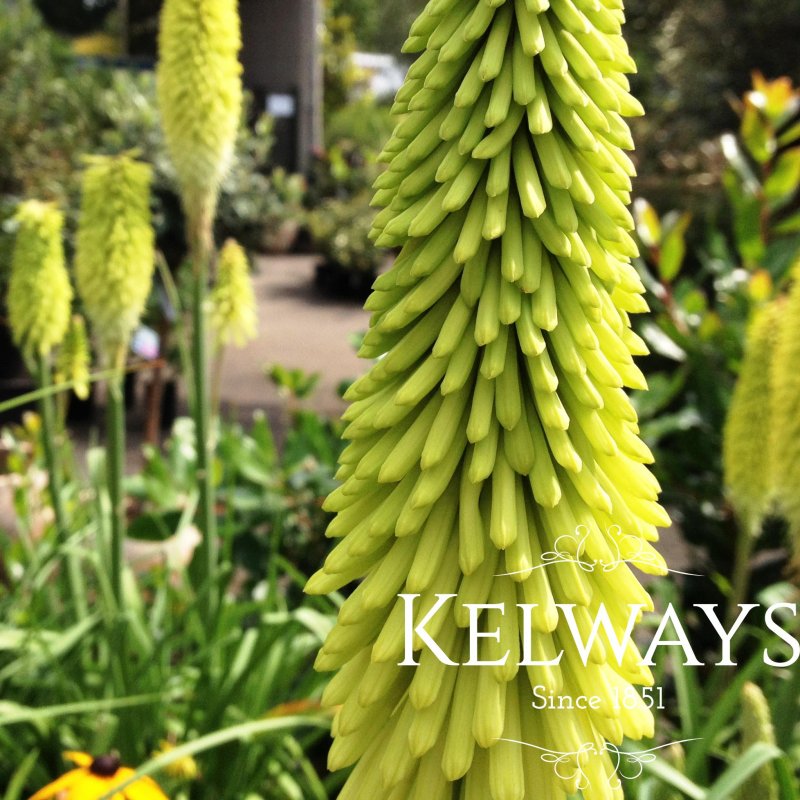 Kniphofia 'Percy's Pride' (3 litre pot)