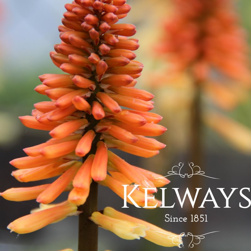 Kniphofia 'Tawny King'