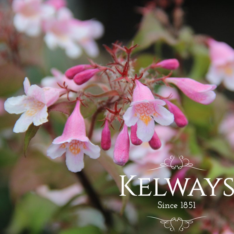 Kolkwitzia amabilis 'Pink Cloud' (3 litre pot)