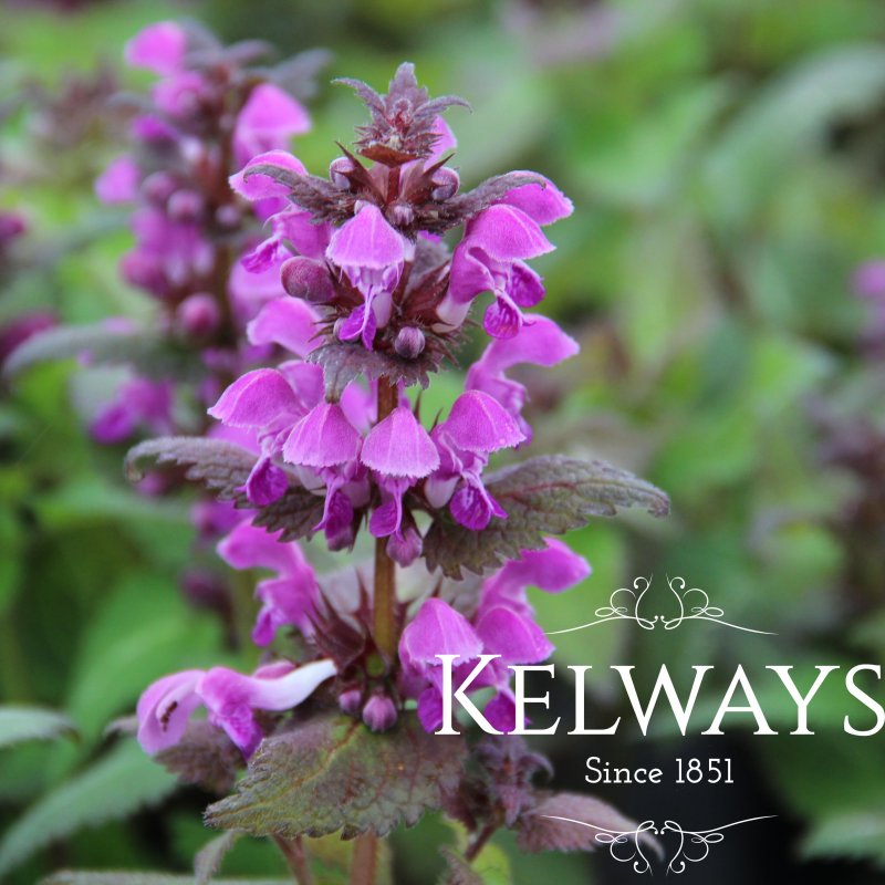 Lamium maculatum 'Roseum'