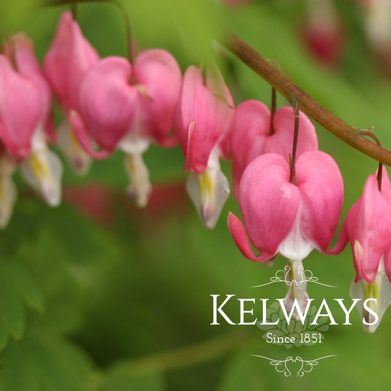 Dicentra spectabilis