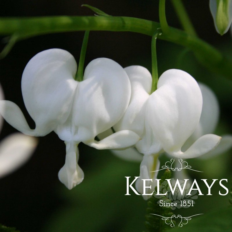 Dicentra spectabilis 'Alba'